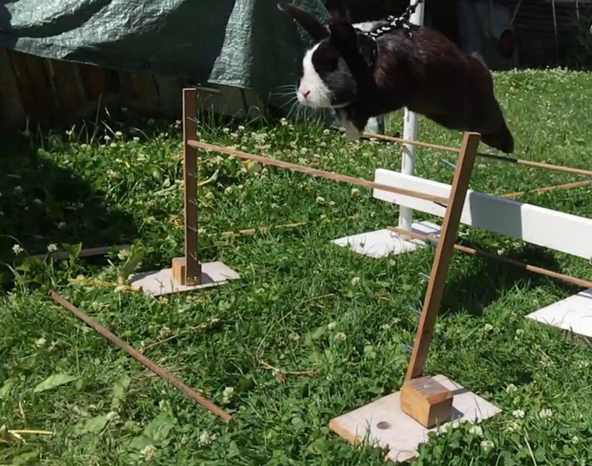 Kanin Snuske billede 6