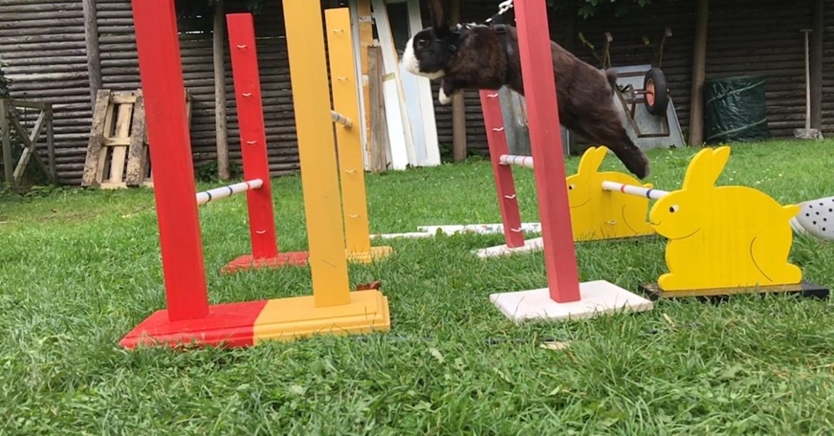 Kanin Snuske billede 8