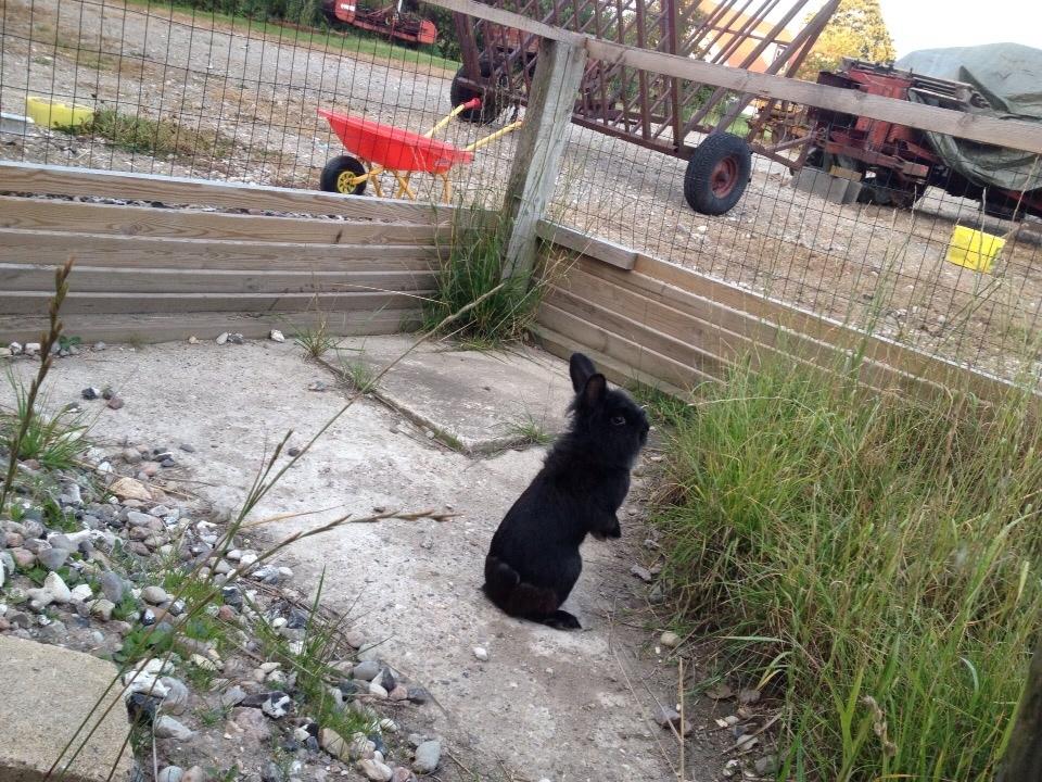 Kanin Bjørnevadgaard's Fluffy billede 9