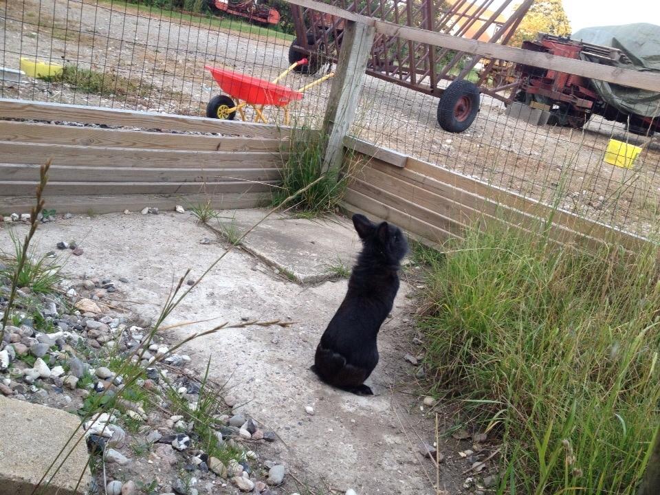 Kanin Bjørnevadgaard's Fluffy billede 10