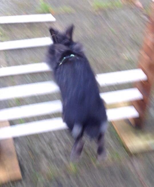 Kanin Bjørnevadgaard's Fluffy billede 12