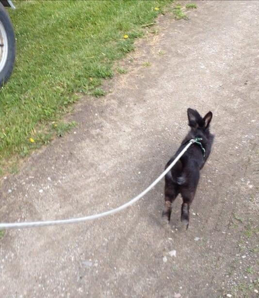 Kanin Bjørnevadgaard's Fluffy billede 11