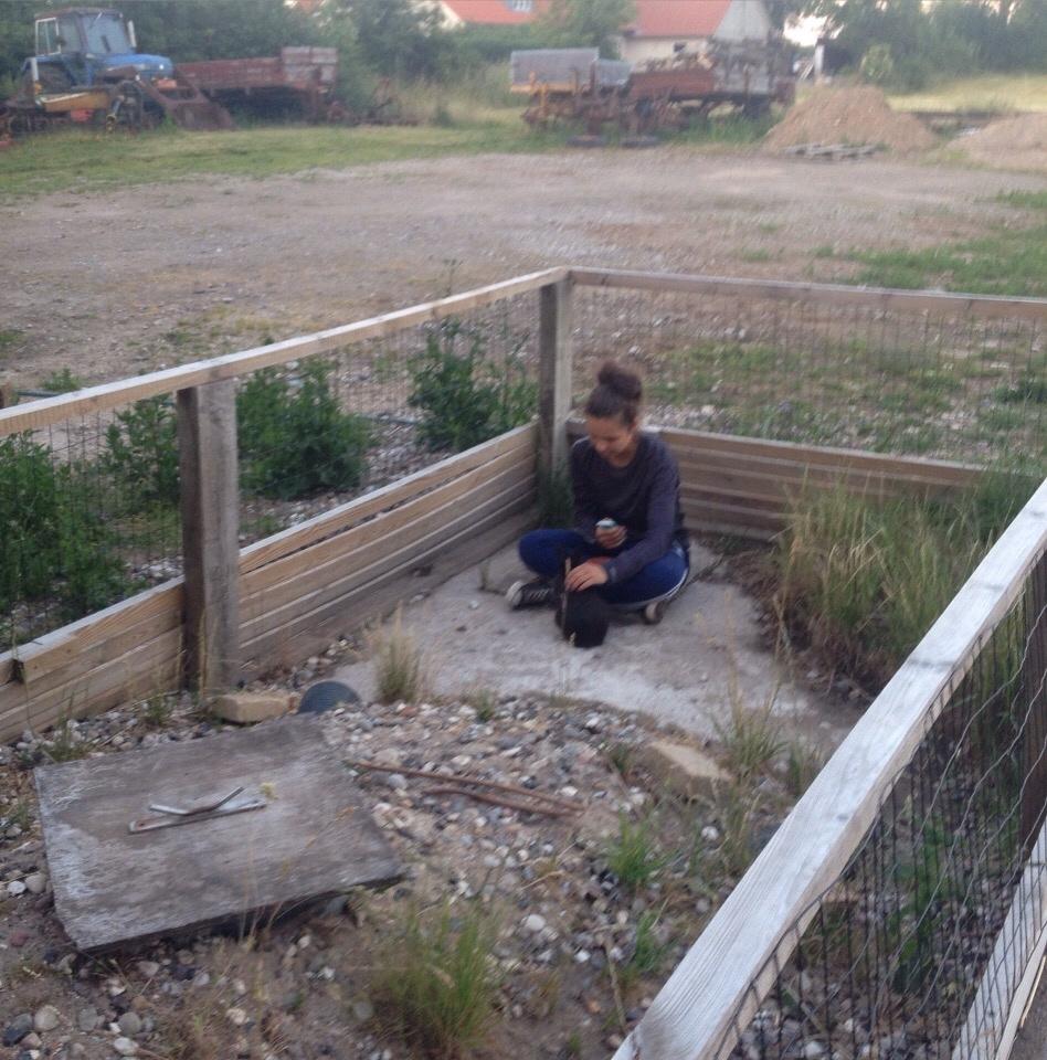 Kanin Bjørnevadgaard's Fluffy billede 13