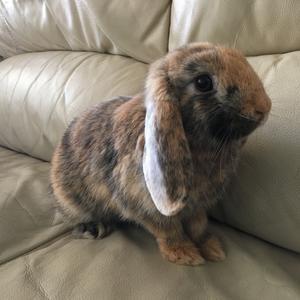 Kanin Skumfidus  billede 5