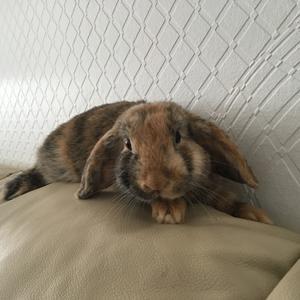 Kanin Skumfidus  billede 2