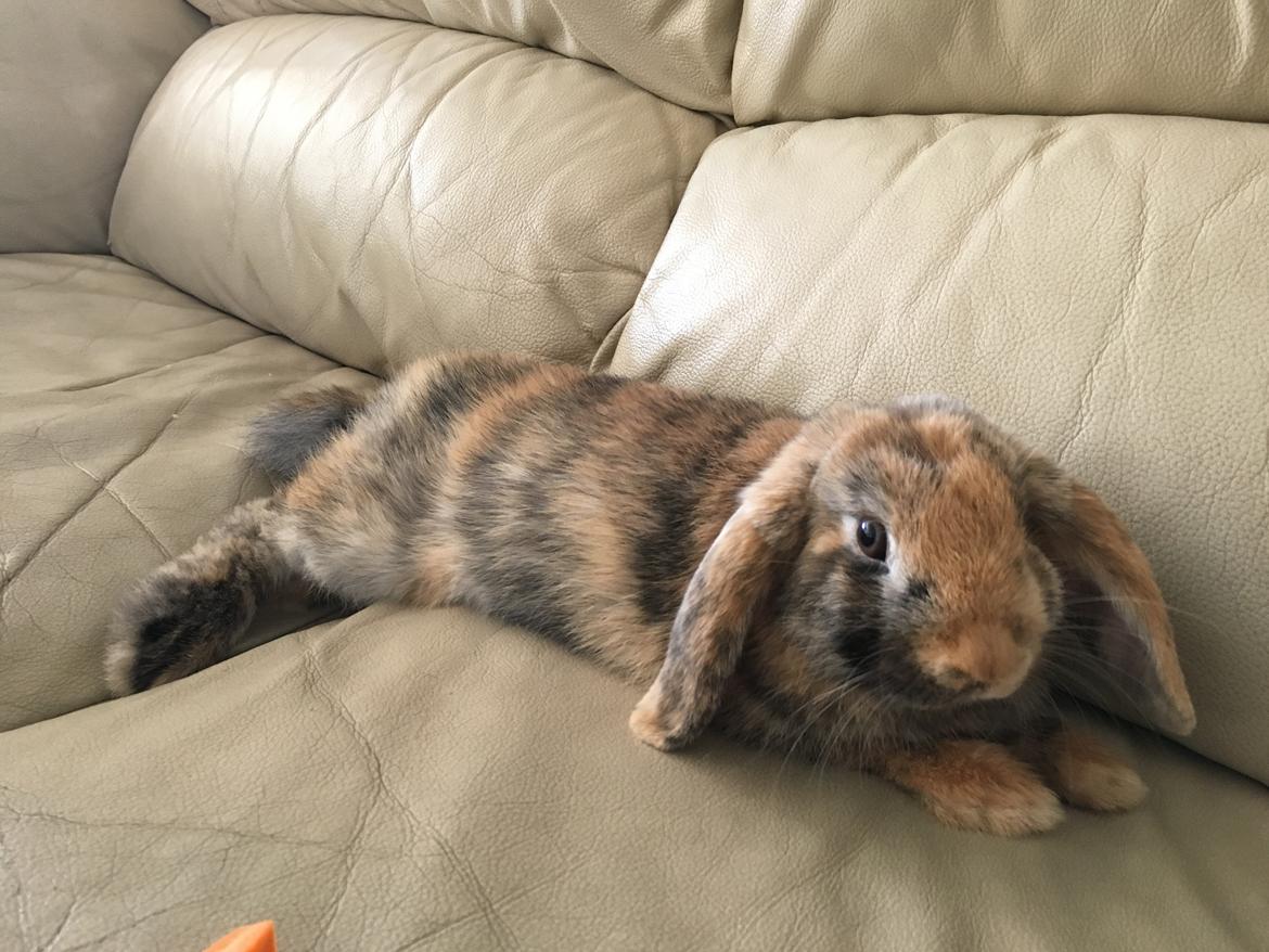 Kanin Skumfidus  billede 4
