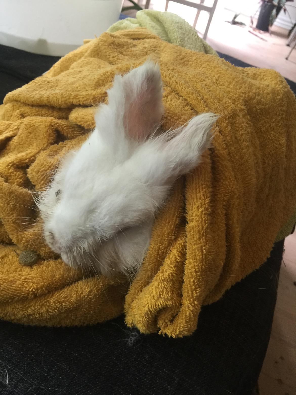 Kanin Hr. Vimse - Sidste billed af Vimse i live. Jeg sad og friserer hans pels og nussede med ham, inden vi kørte til dyrlægen, hvor han blev aflivet 23/8-16 kl 17.25 billede 12