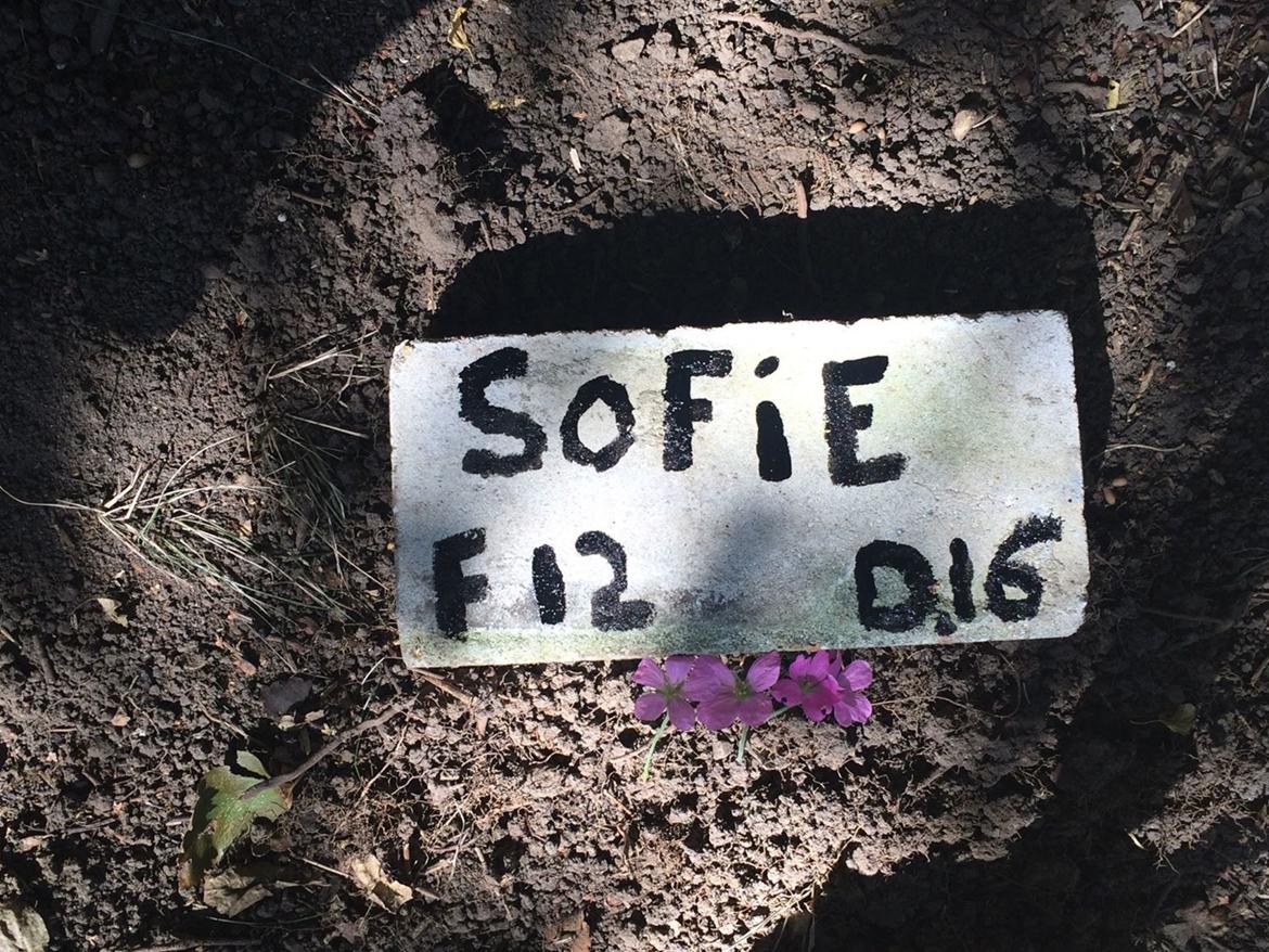 Marsvin Sofie R.I.P - Sofies fine gravsted i vores have  billede 16