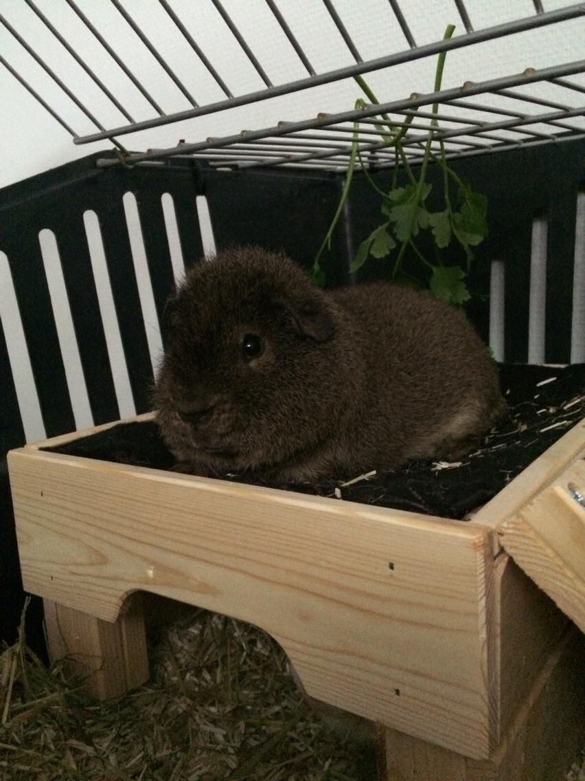 Marsvin Brun billede 2