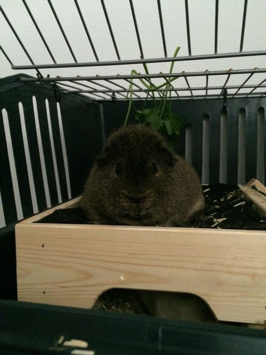 Marsvin Brun billede 1