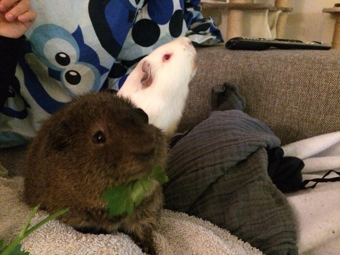 Marsvin Brun billede 3