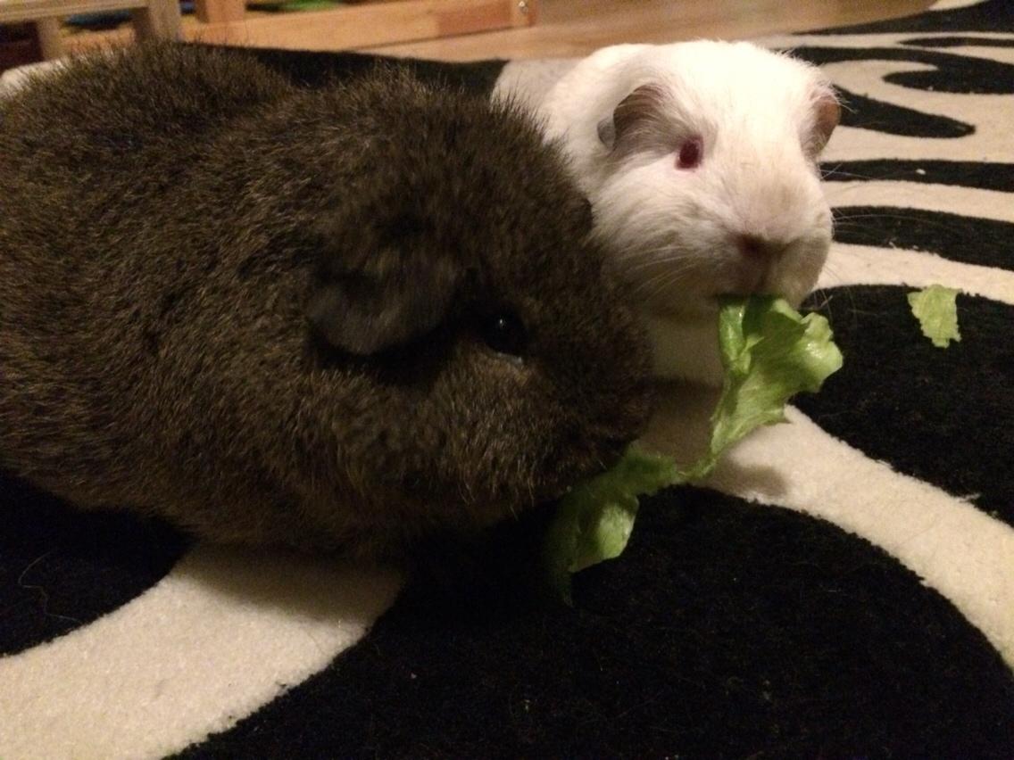 Marsvin Brun billede 4