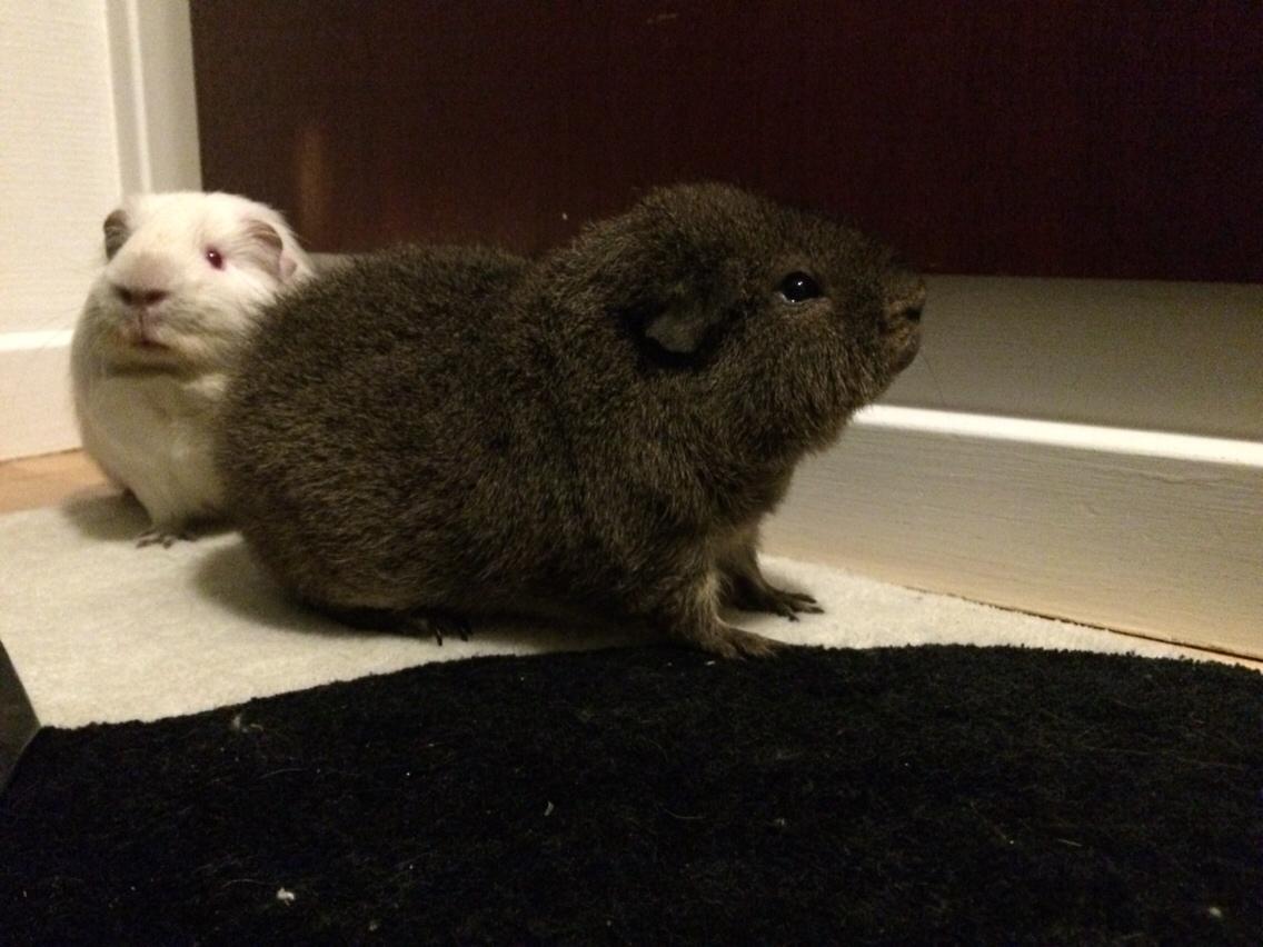 Marsvin Brun billede 5