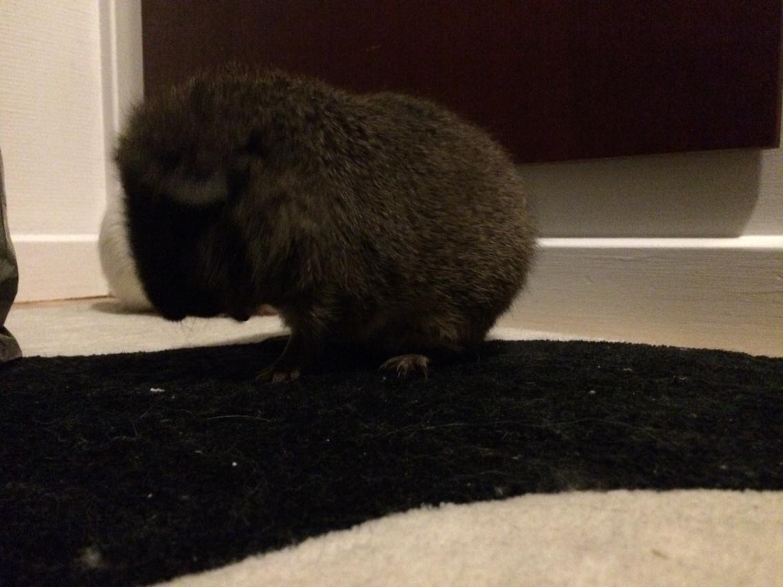 Marsvin Brun billede 6