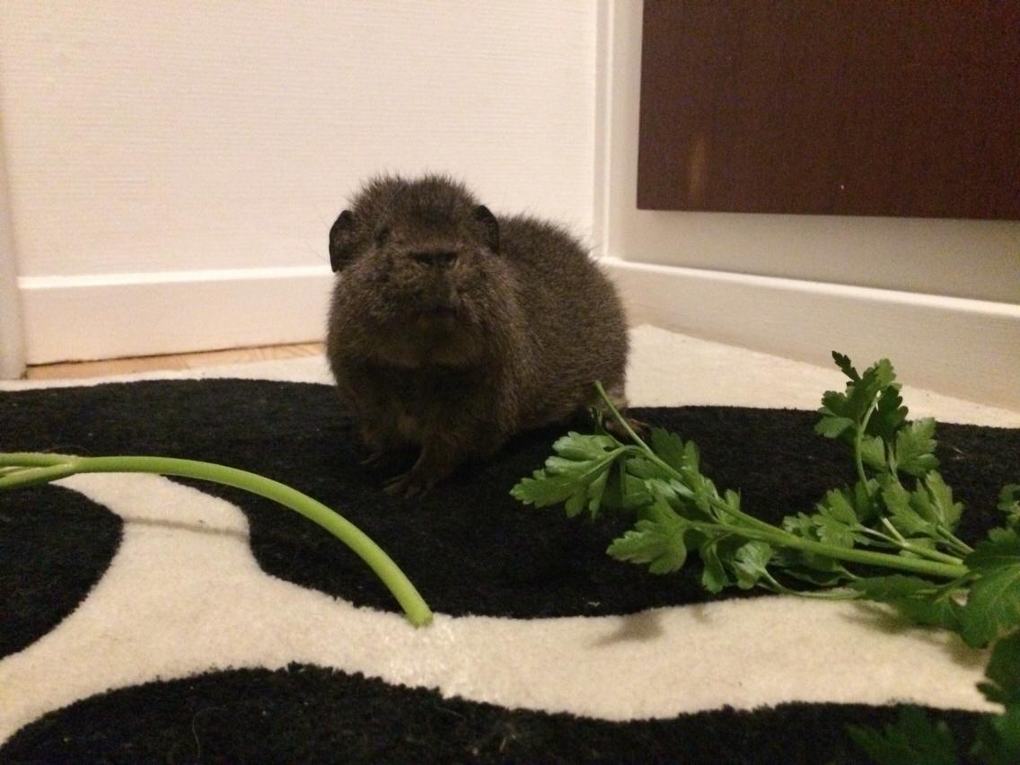 Marsvin Brun billede 7