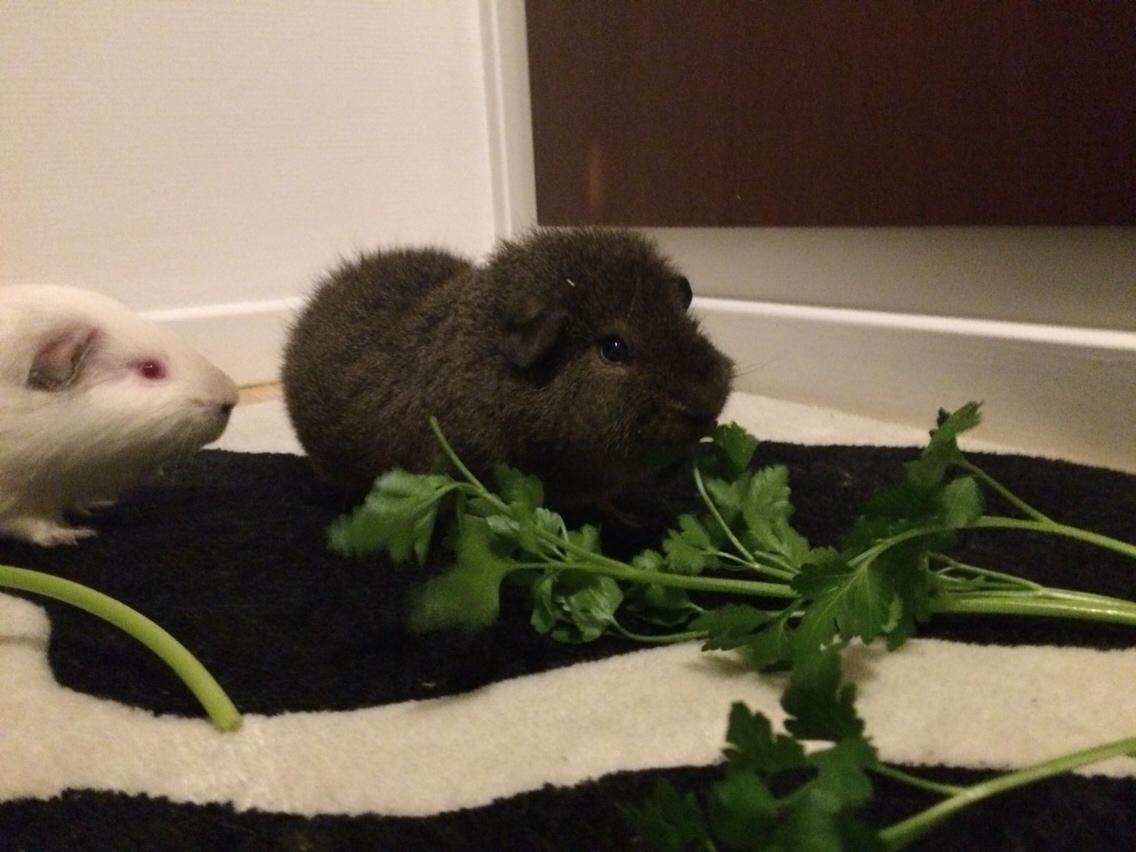 Marsvin Brun billede 8