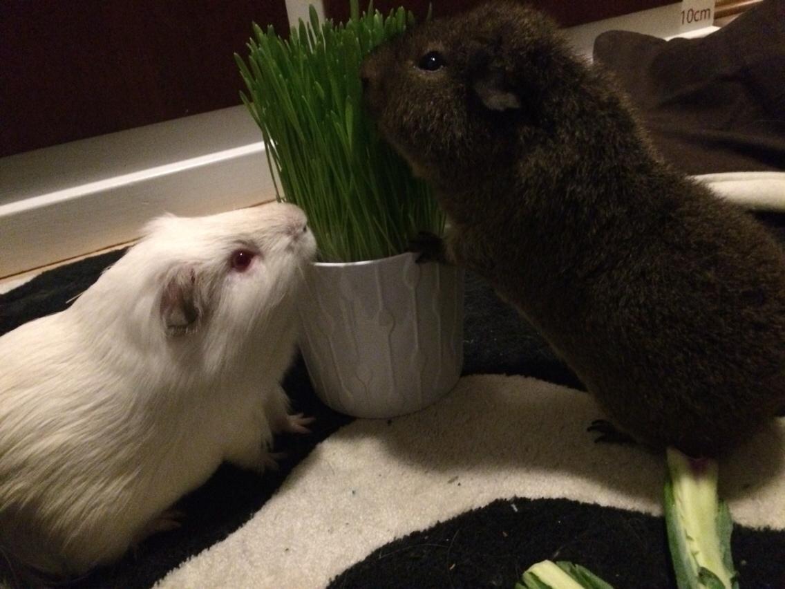 Marsvin Brun billede 10