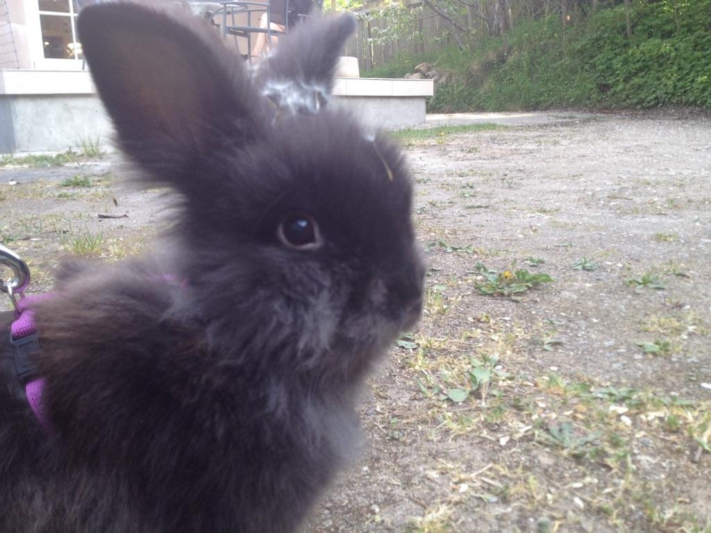 Kanin Ollie billede 1