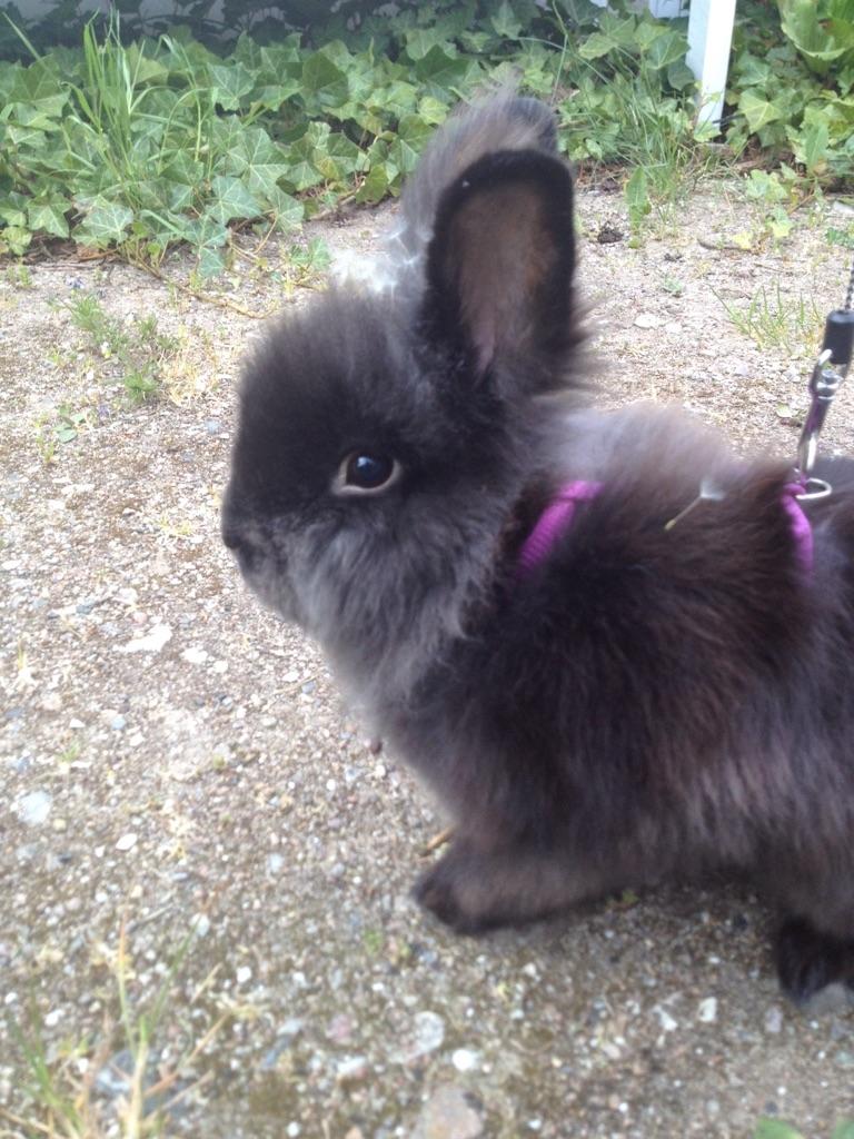 Kanin Ollie billede 2