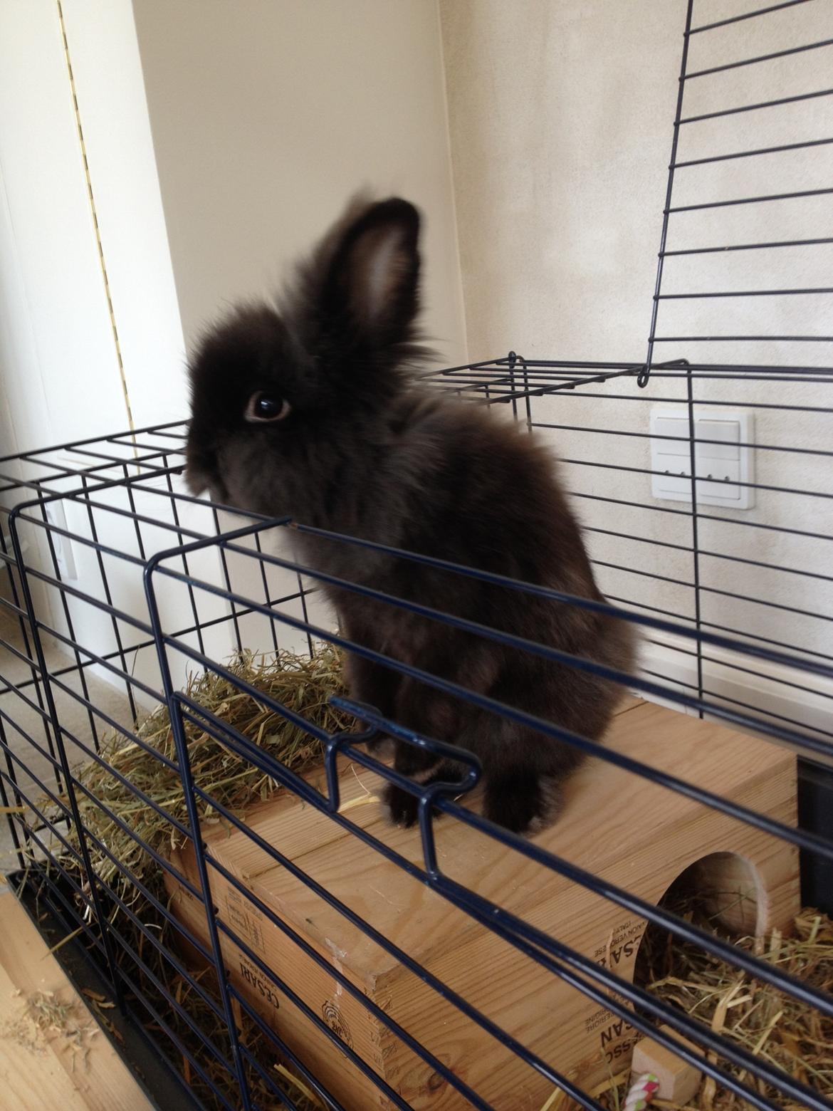 Kanin Ollie billede 3