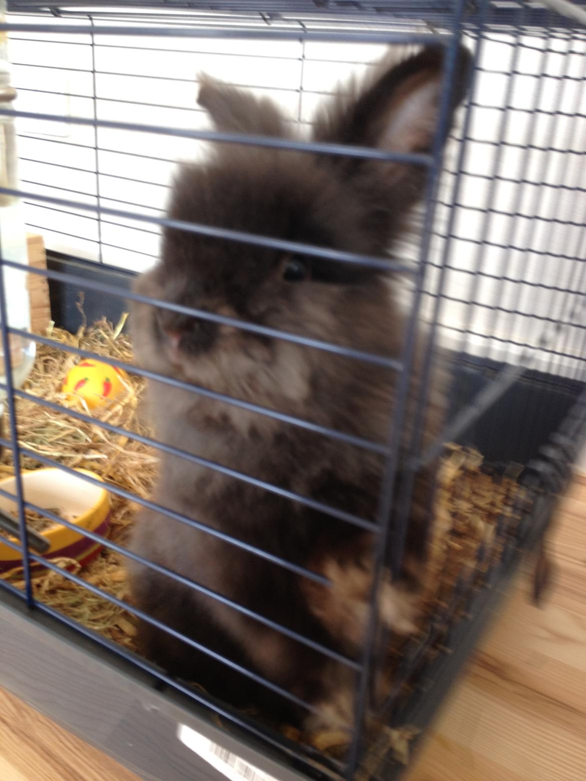 Kanin Ollie billede 4