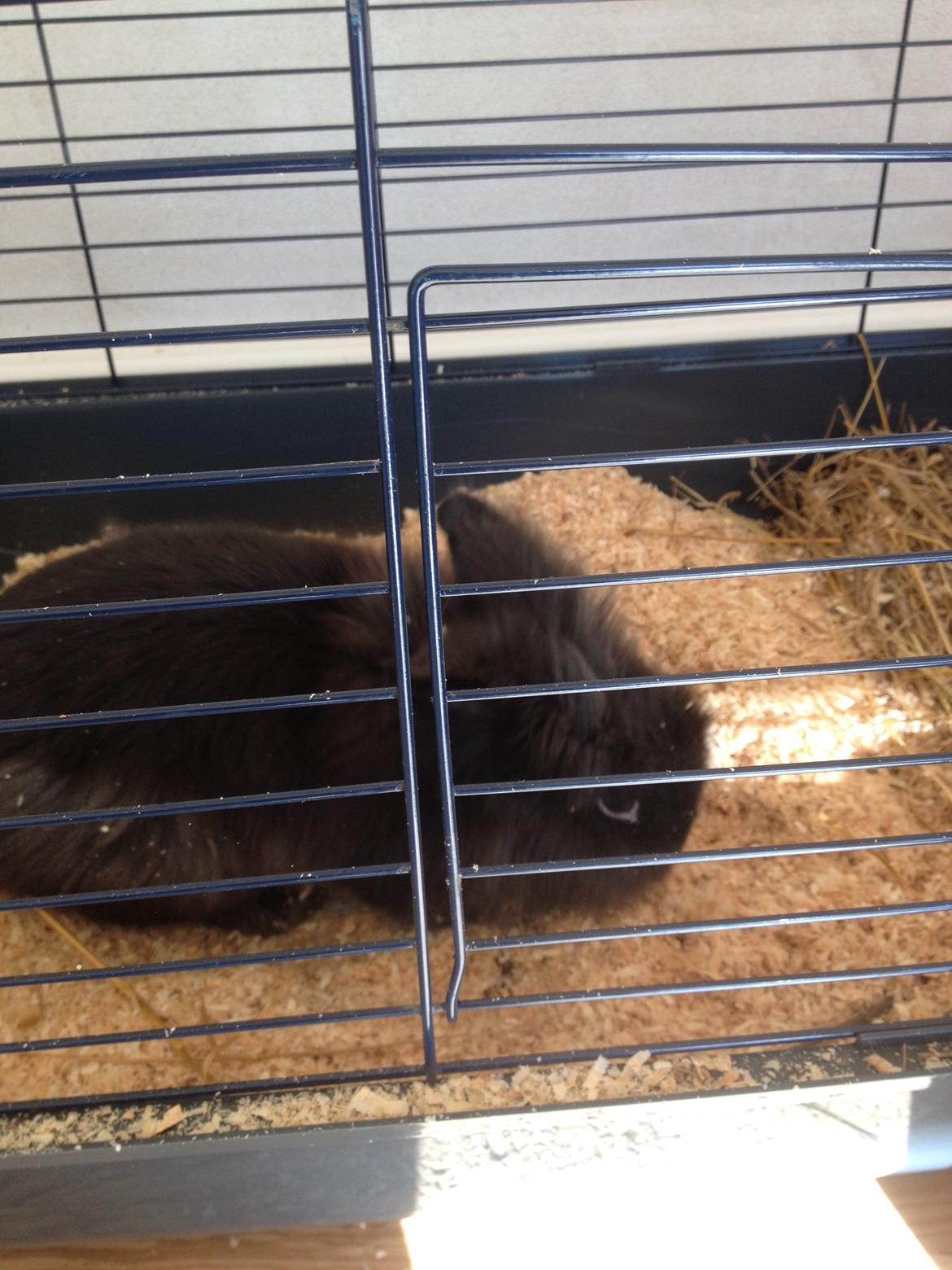 Kanin Ollie - Ollie udforsker sit nye bur i sit nye hjem :) billede 5