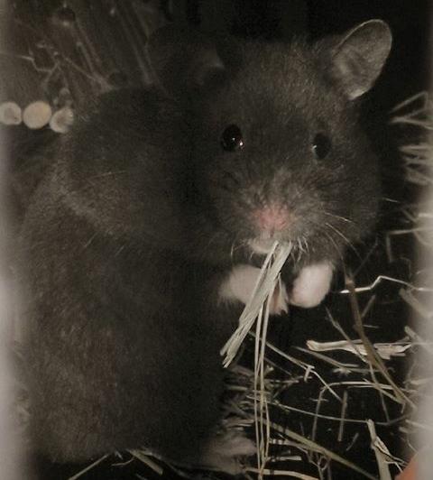 Hamster Noir billede 20