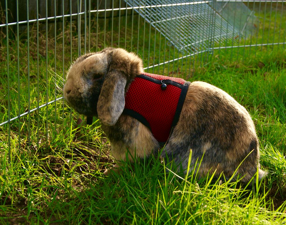 Kanin (DV) Kong Richard I  |Møffe| billede 8