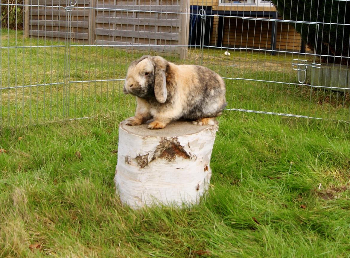 Kanin (DV) Kong Richard I  |Møffe| billede 24