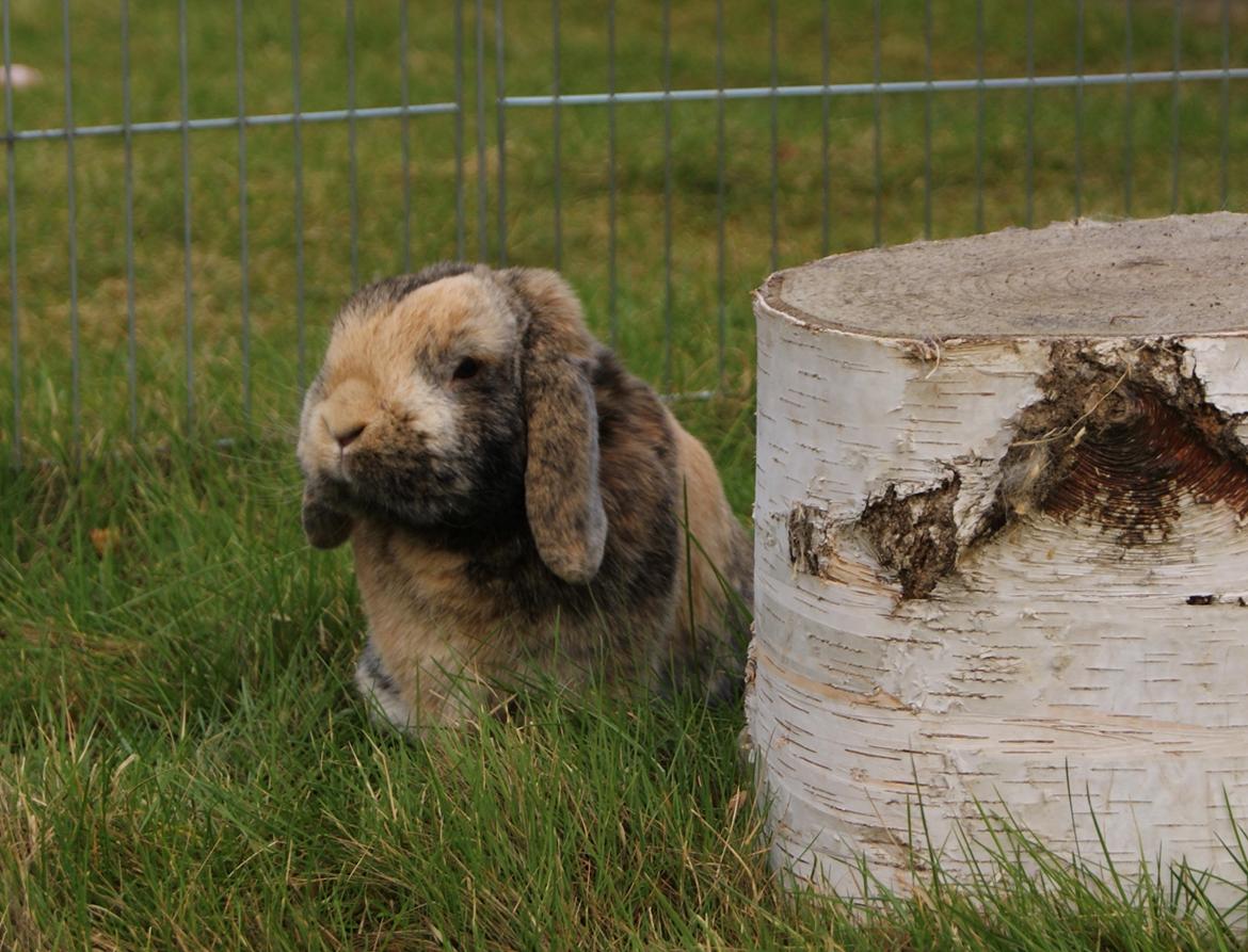 Kanin (DV) Kong Richard I  |Møffe| - Min flotte Richard :) billede 1