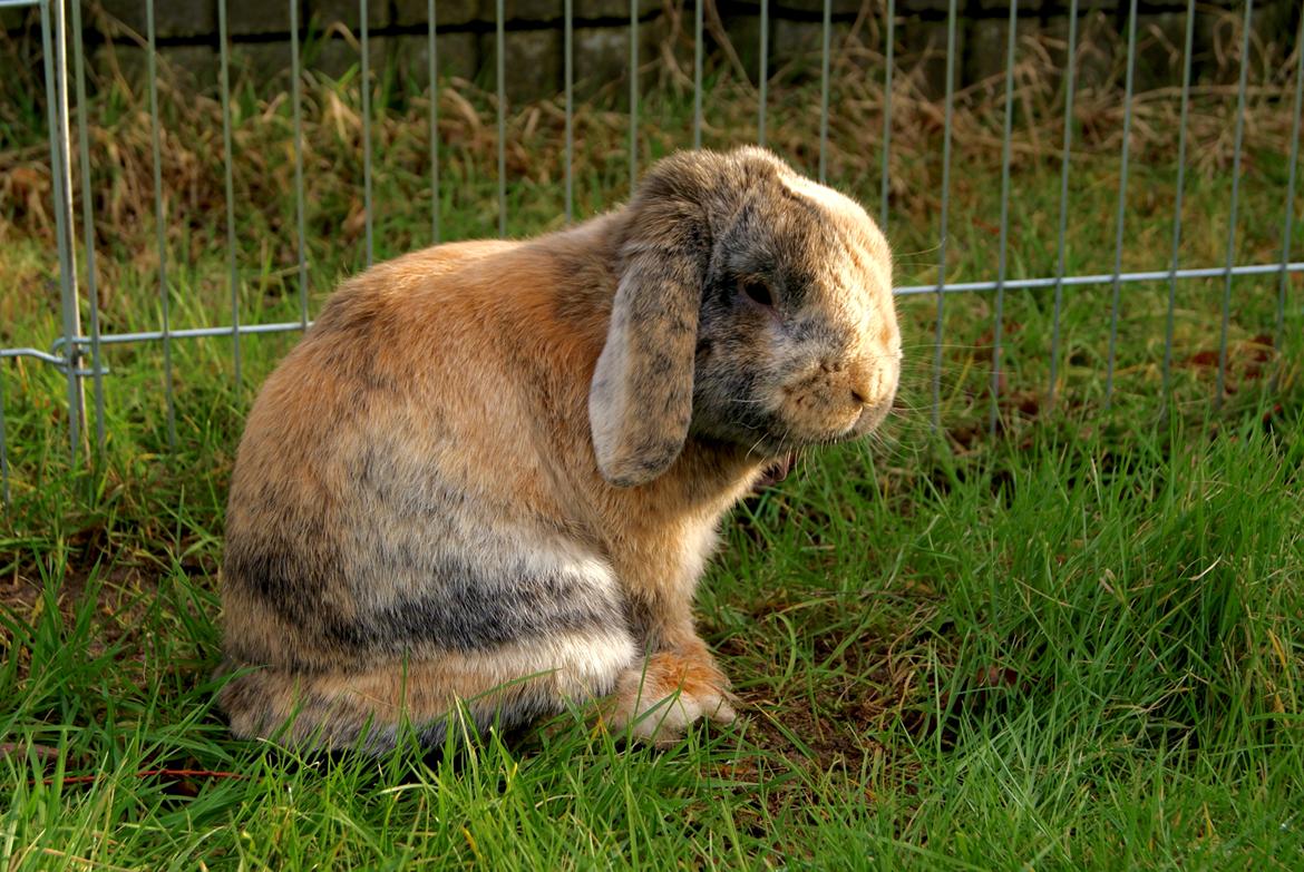 Kanin (DV) Kong Richard I  |Møffe| billede 23