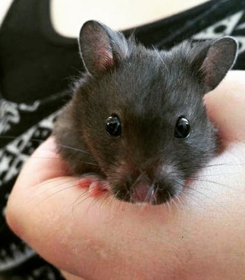 Hamster Noir billede 15