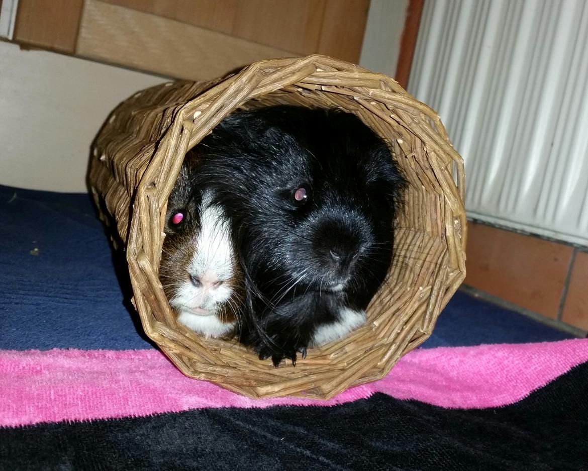 Marsvin Hero von fredenslund  billede 2