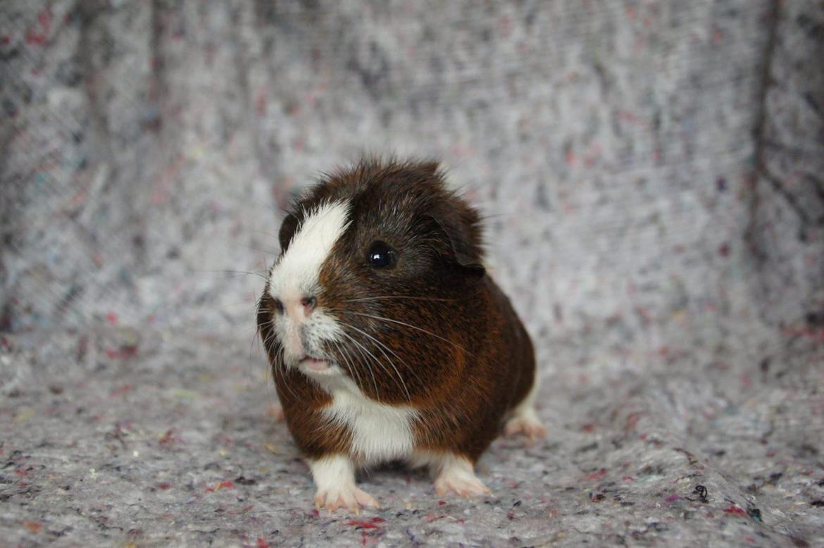 Marsvin Hero von fredenslund  billede 1