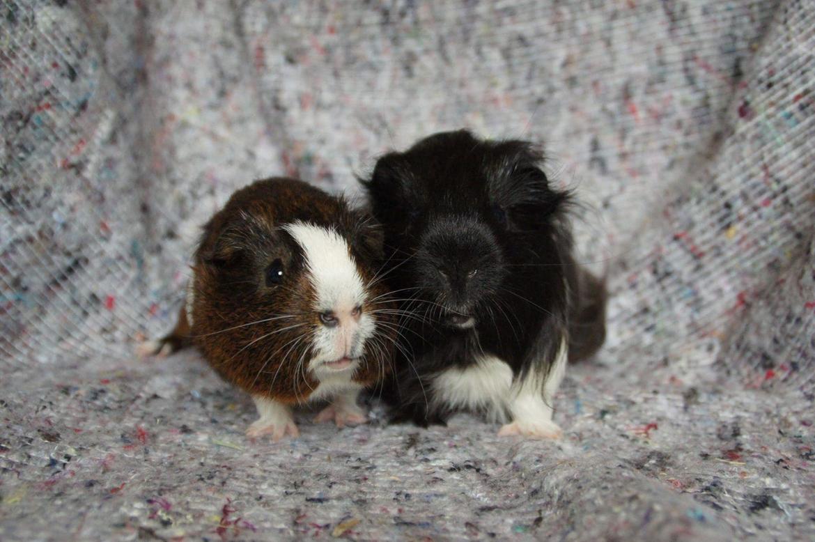 Marsvin Hero von fredenslund  billede 3