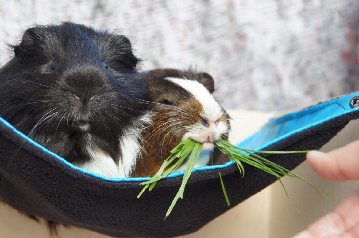 Marsvin Hero von fredenslund  billede 5