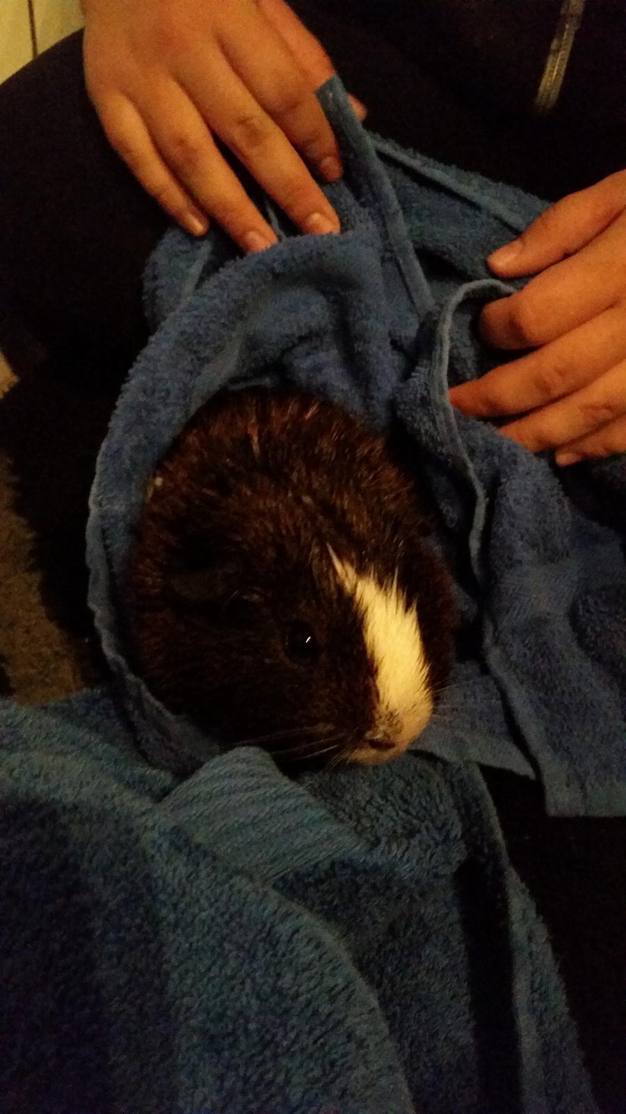 Marsvin Hero von fredenslund  billede 6