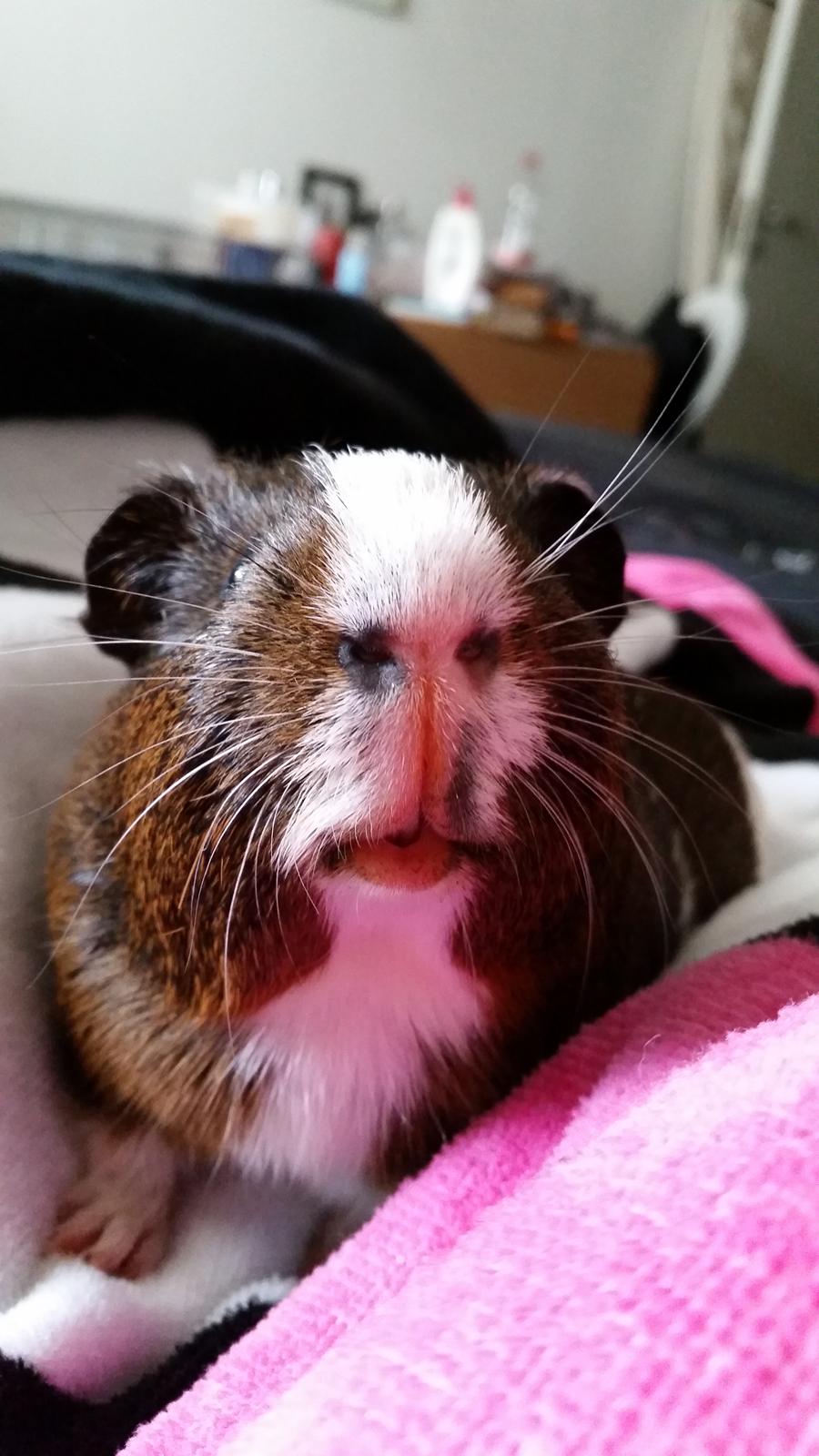 Marsvin Hero von fredenslund  billede 7