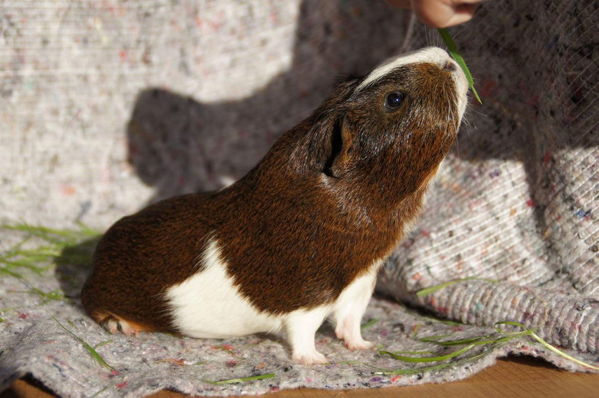 Marsvin Hero von fredenslund  billede 8