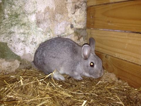 Kanin NN billede 4