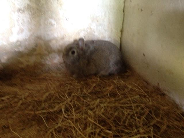 Kanin NN billede 3