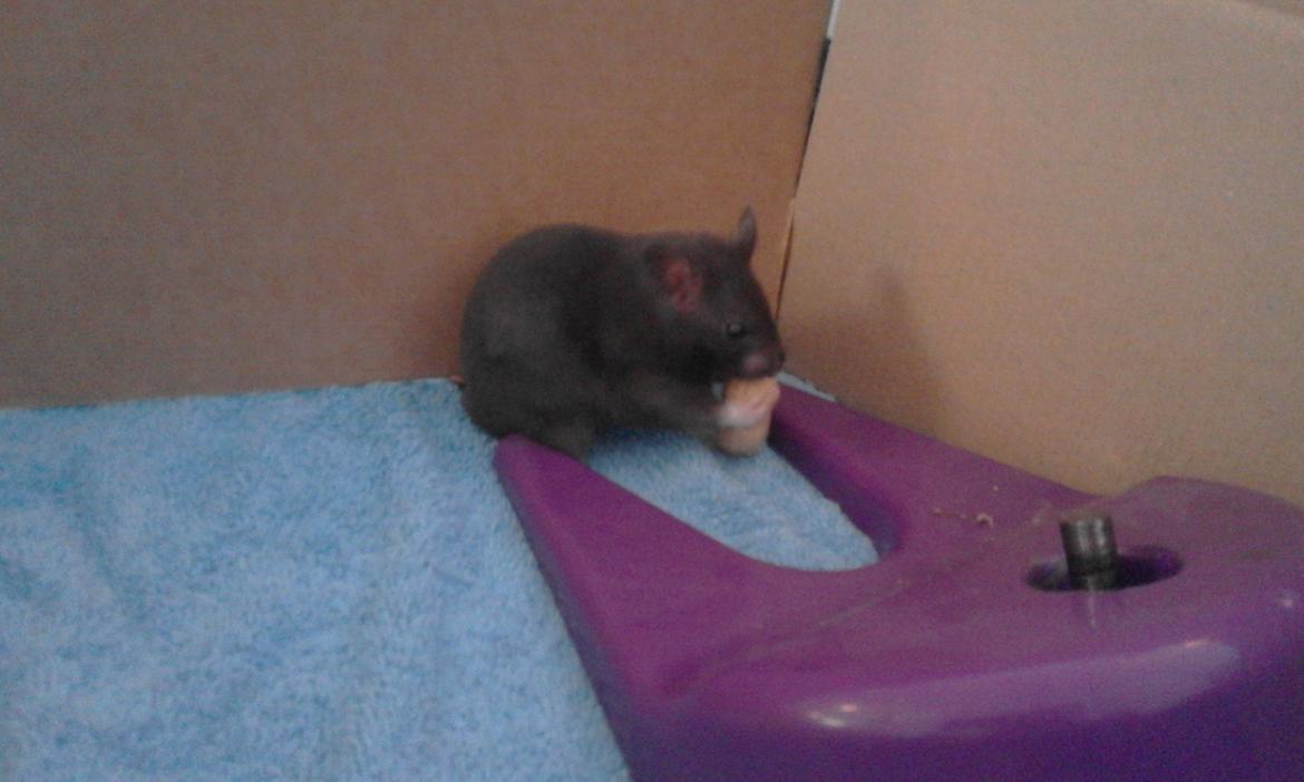 Hamster Noir billede 18