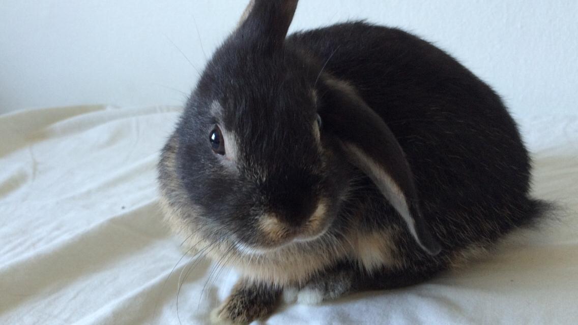 Kanin Studsdals Hero billede 1