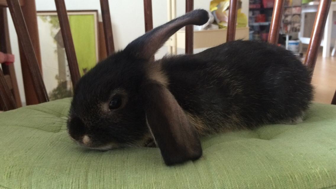 Kanin Studsdals Hero billede 4