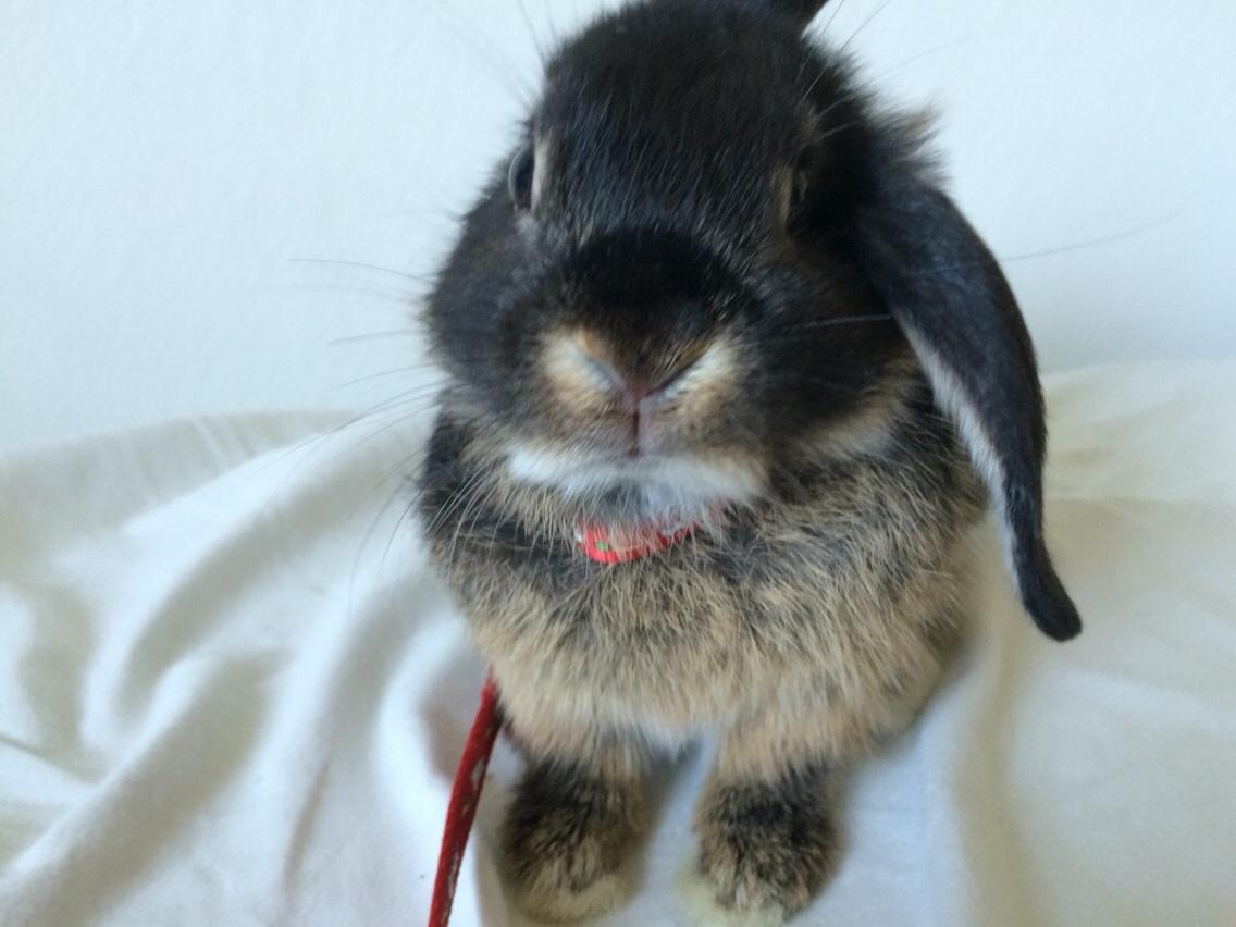 Kanin Studsdals Hero billede 9