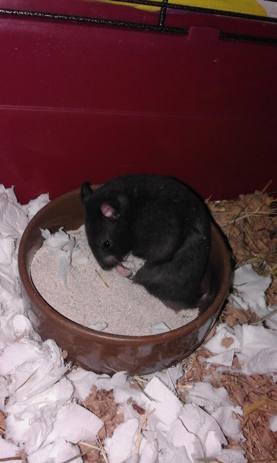Hamster Noir billede 12