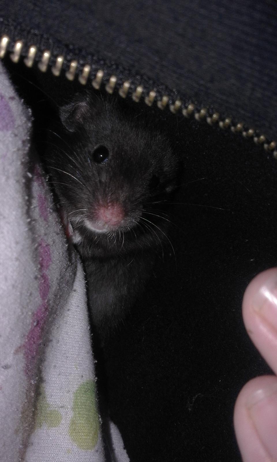 Hamster Noir billede 21