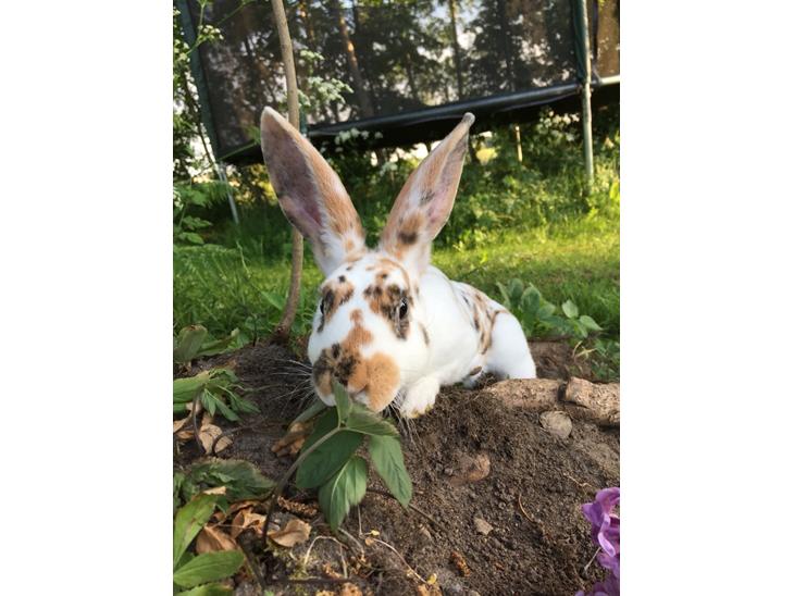 {{currentPhoto.altText}} billede {{currentPhoto.number}}