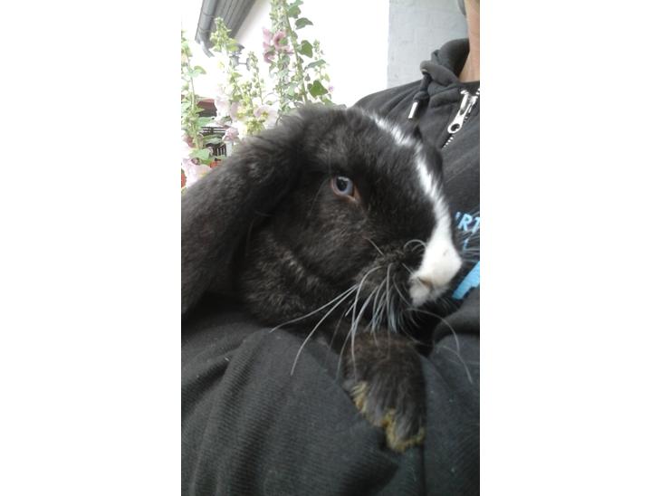 {{currentPhoto.altText}} billede {{currentPhoto.number}}