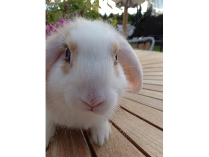 {{currentPhoto.altText}} billede {{currentPhoto.number}}